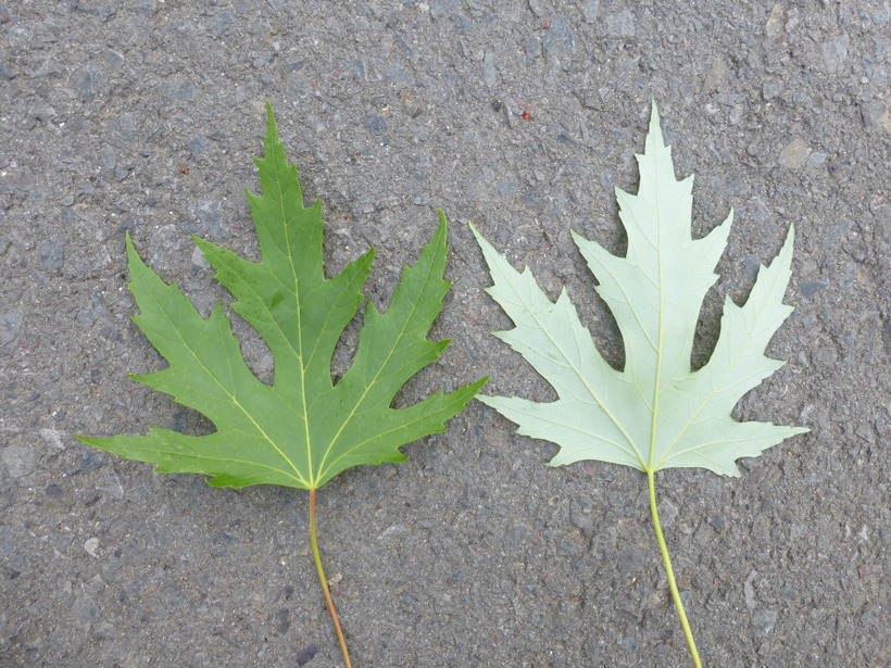 acer saccharinum silver maple