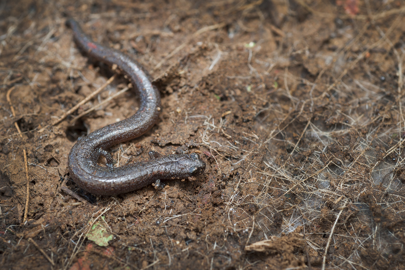 Batrachoseps major