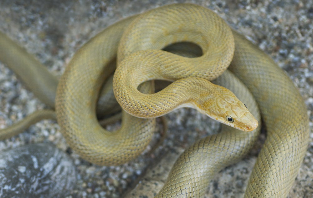 Senticolis triaspis Senticolis triaspis