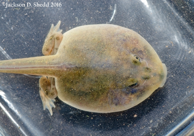 Spea hammondii Spea hammondii