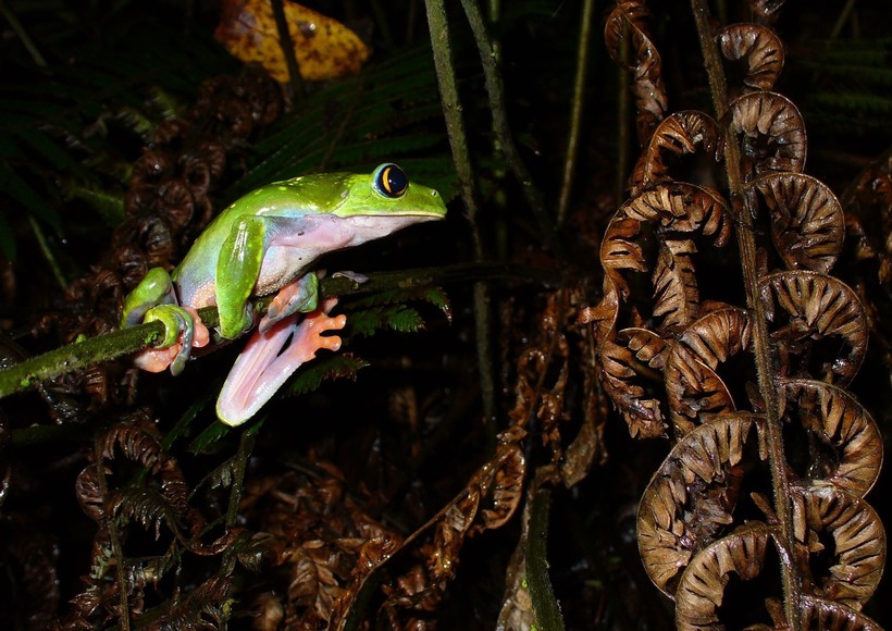 Agalychnis annae Agalychnis annae