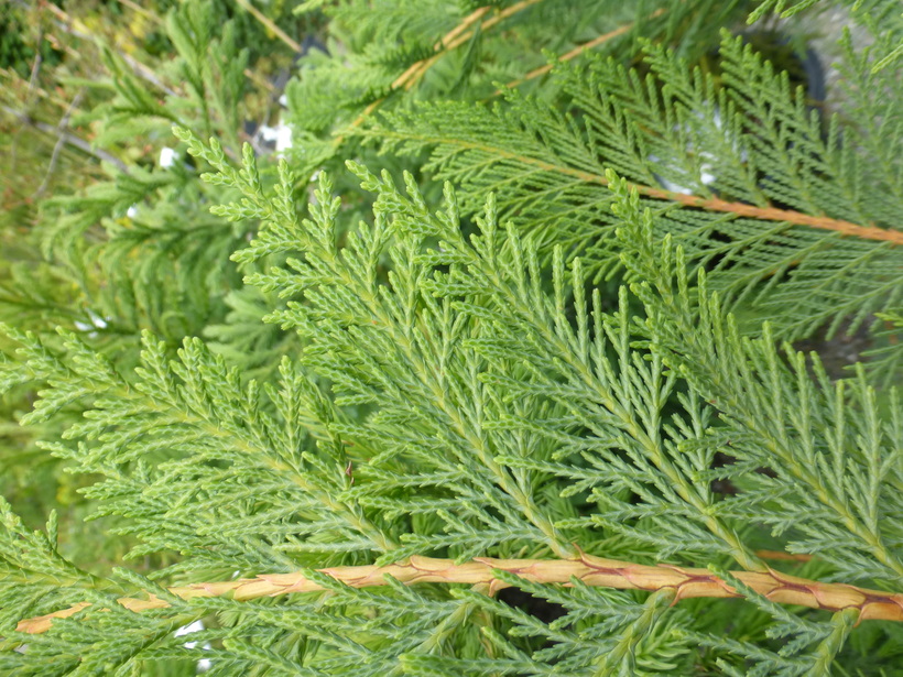 Cupressocyparis leylandii