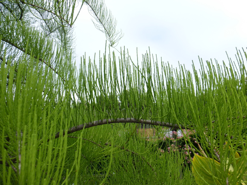 Taxodium ascendens