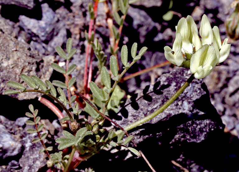 Astragalus breweri