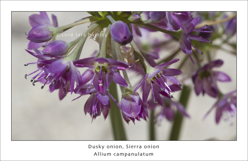 Allium campanulatum Allium campanulatum