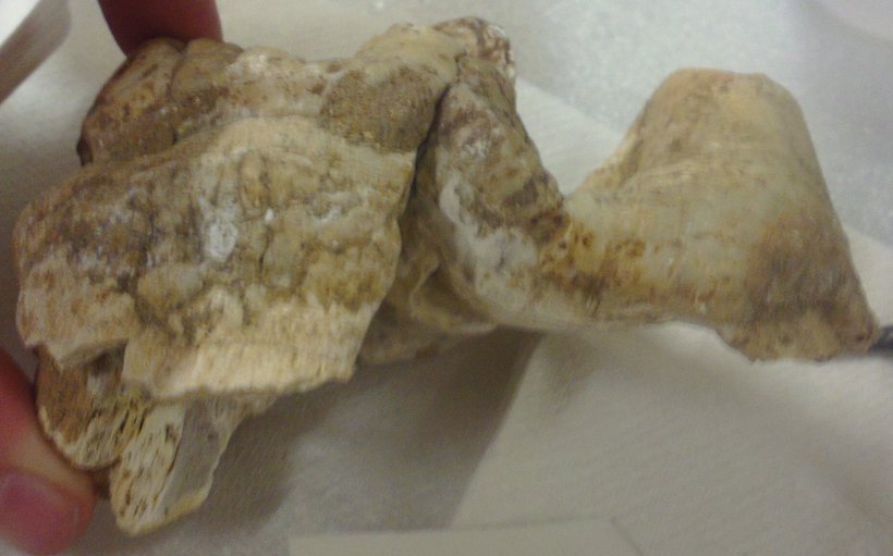 Mammut americanum sp cf