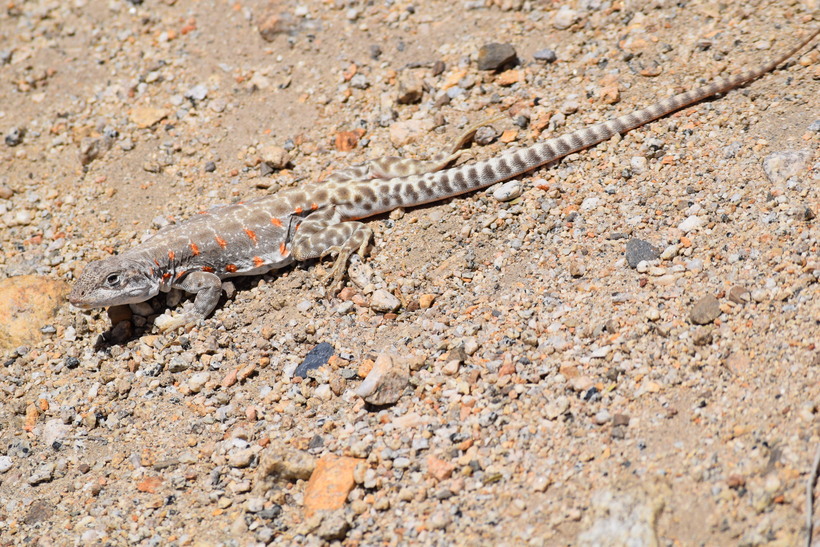 Gambelia wislizenii
