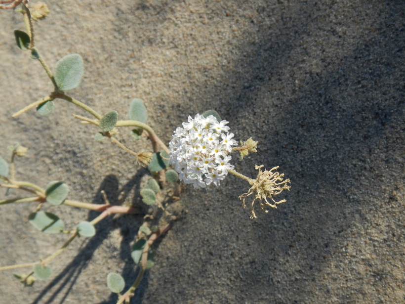 Abronia turbinata