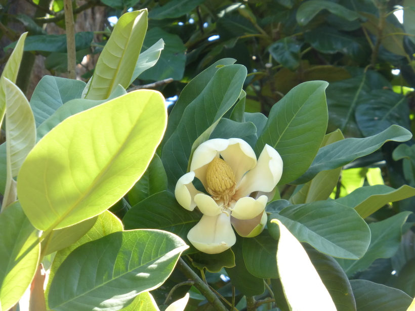 Magnolia delavayi