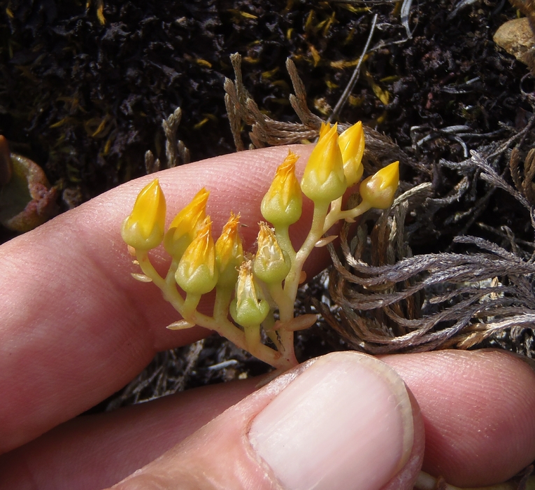 Dudleya cymosa ssp. ovatifolia