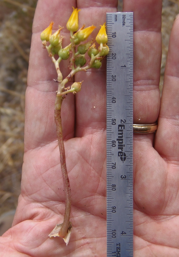 Dudleya cymosa ssp. ovatifolia