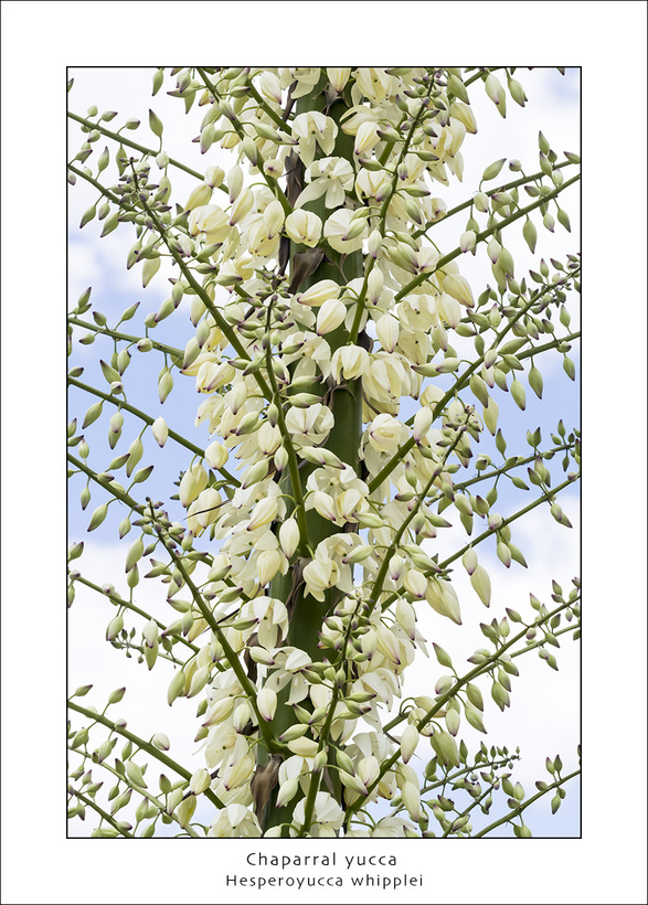 Hesperoyucca whipplei