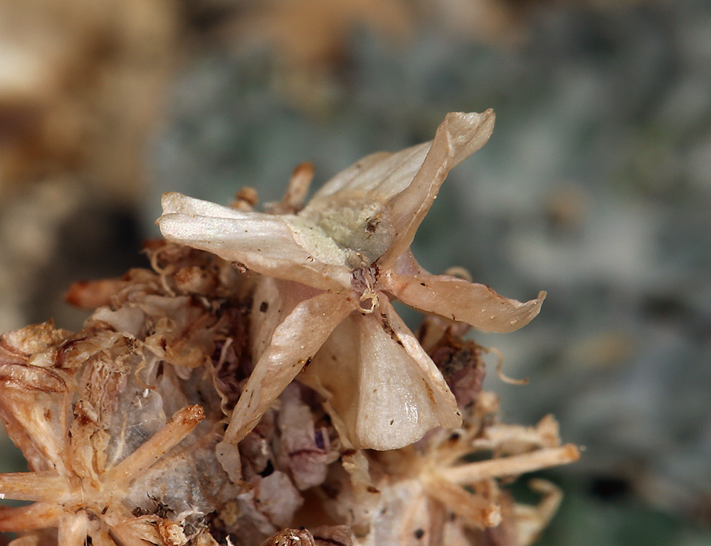 Cymopterus purpurascens