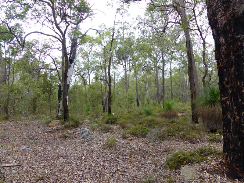 Mallee woodland