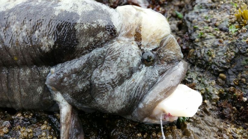 Cebidichthys violaceus Cebidichthys violaceus