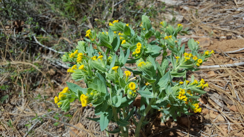 Lithospermum californicum