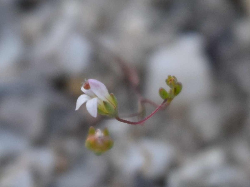 Nemacladus secundiflorus var. robbinsii
