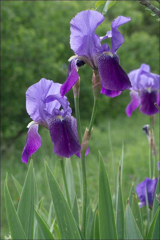 Iris-x-germanica
