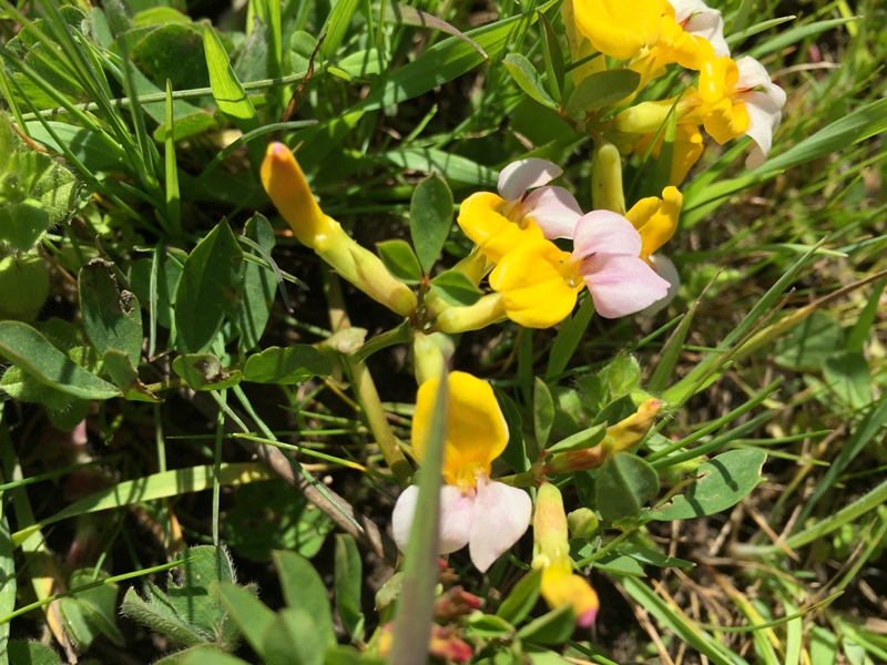 Hosackia gracilis Hosackia gracilis