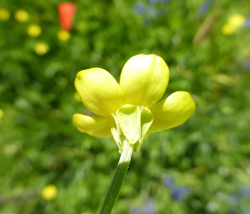 Ranunculus orthorhynchus var. platyphyllus