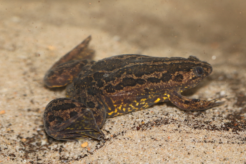 Xenopus gilli