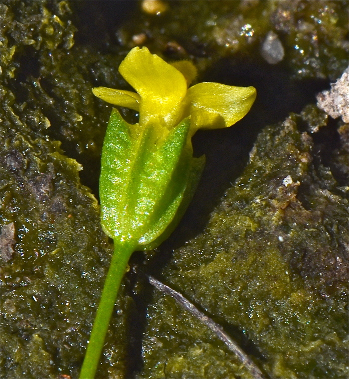 Cicendia quadrangularis