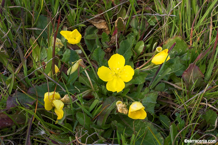 Taraxia ovata