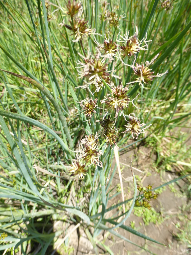 Juncus xiphioides