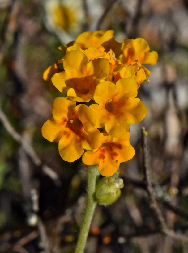 Amsinckia douglasiana