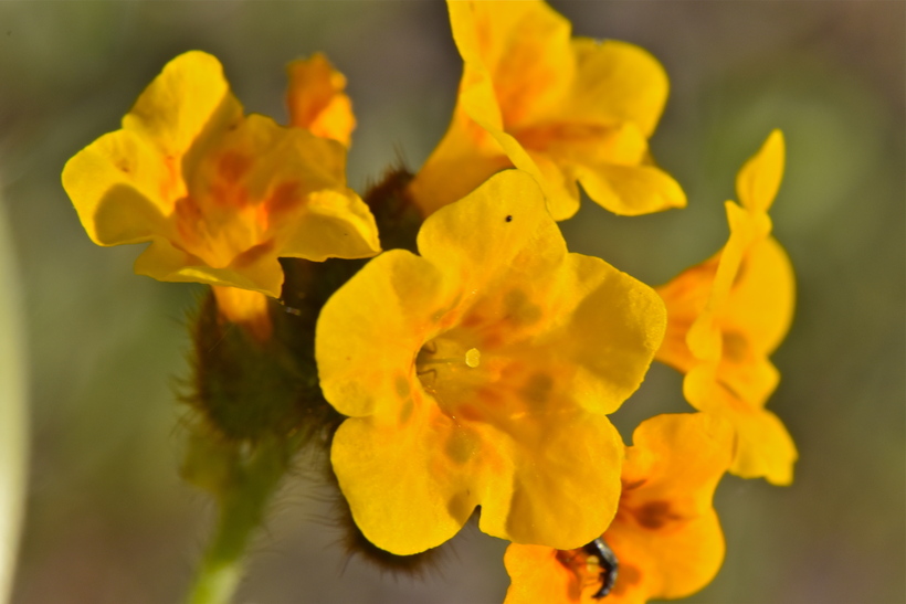 Amsinckia douglasiana