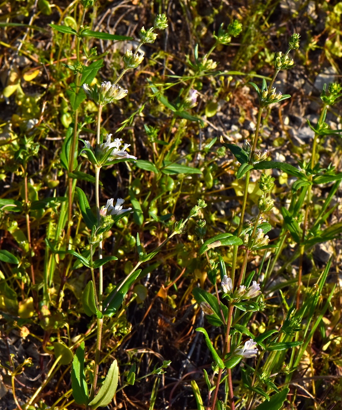 Collinsia bartsiifolia