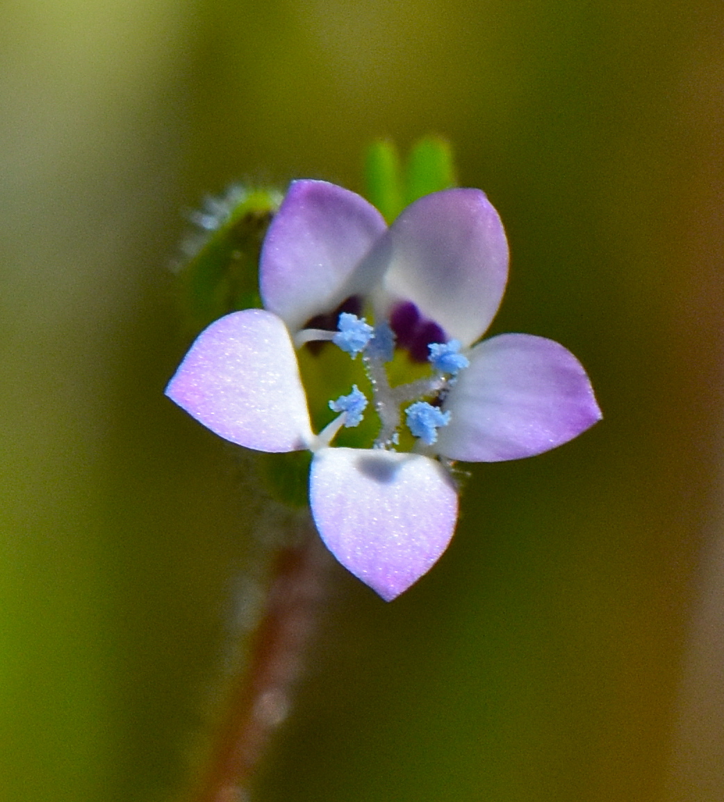 Gilia millefoliata