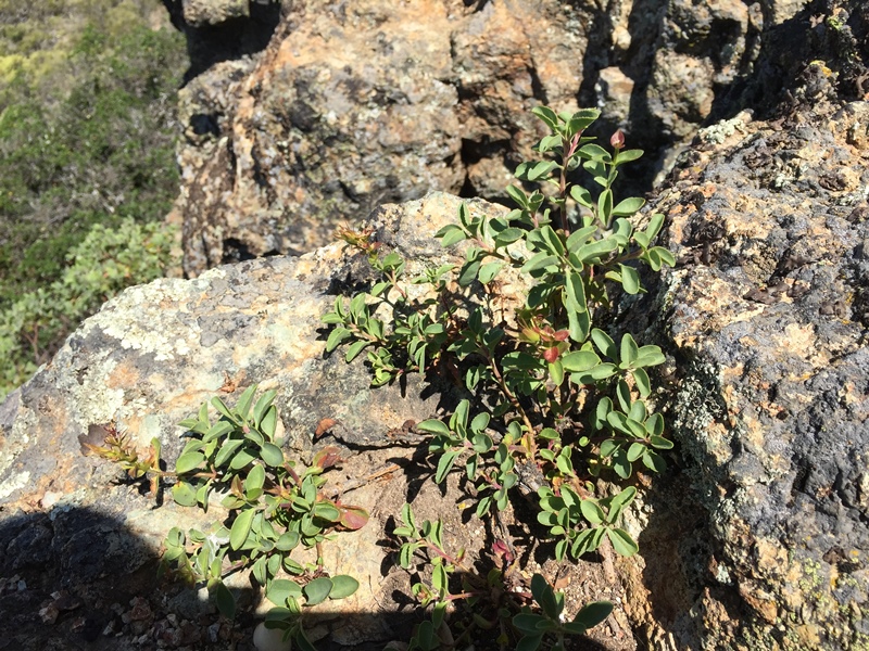 Penstemon newberryi var. sonomensis Penstemon newberryi var. sonomensis