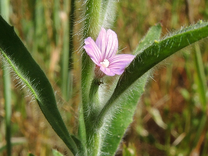 Epilobium torreyi Epilobium torreyi