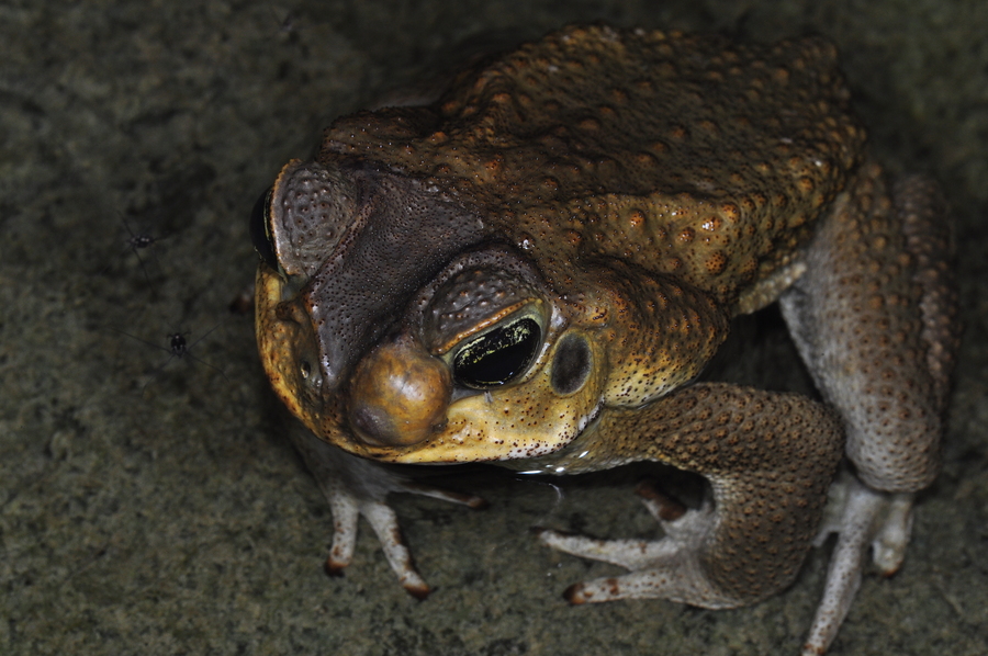 Rhinella horribilis