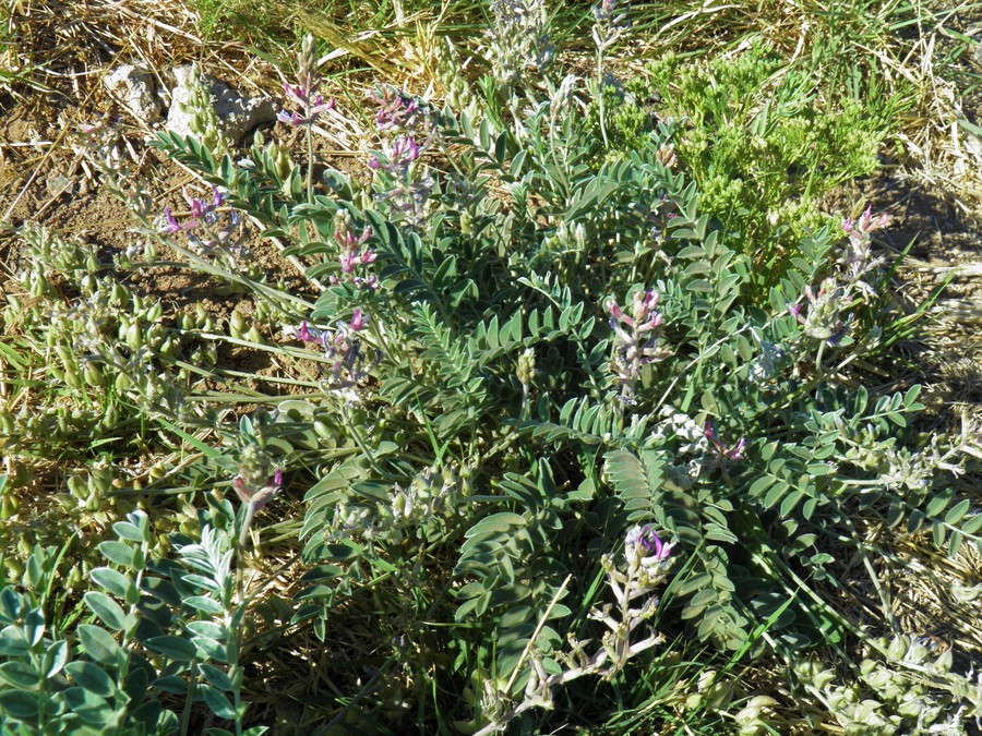 Astragalus mollissimus var. bigelovii