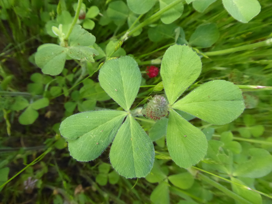 Trifolium incarnatum