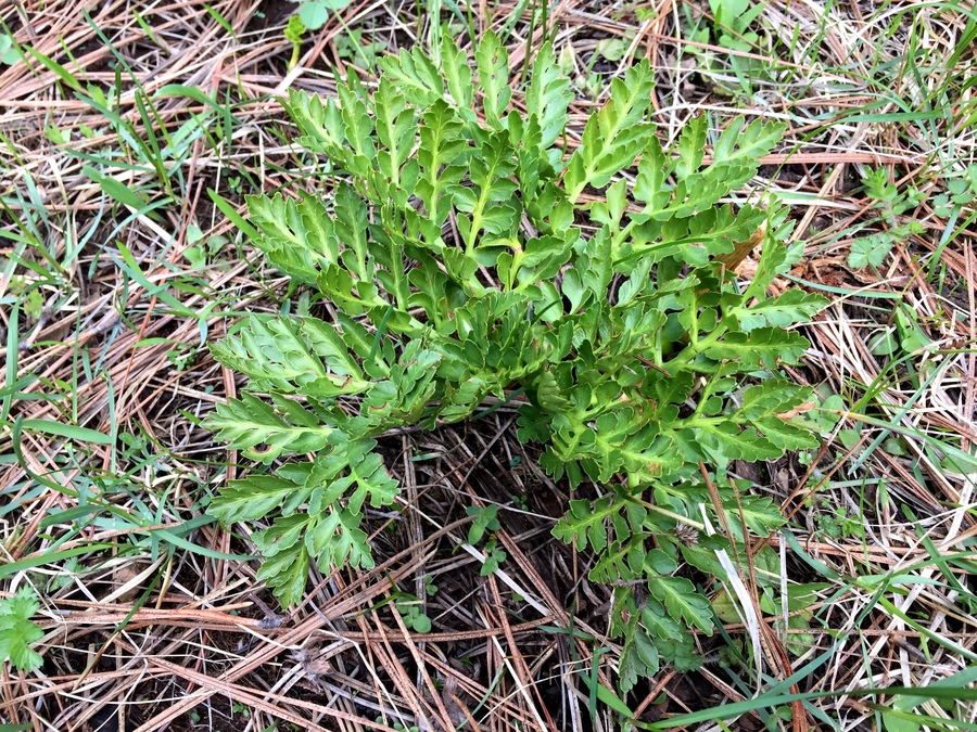 Sceptridium multifidum