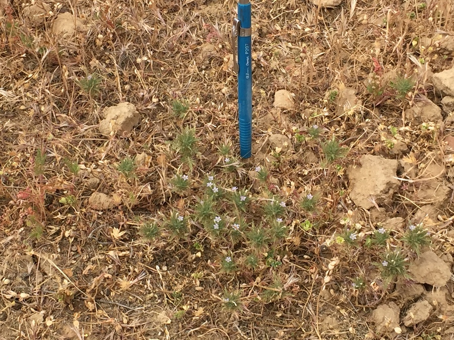 Navarretia panochensis