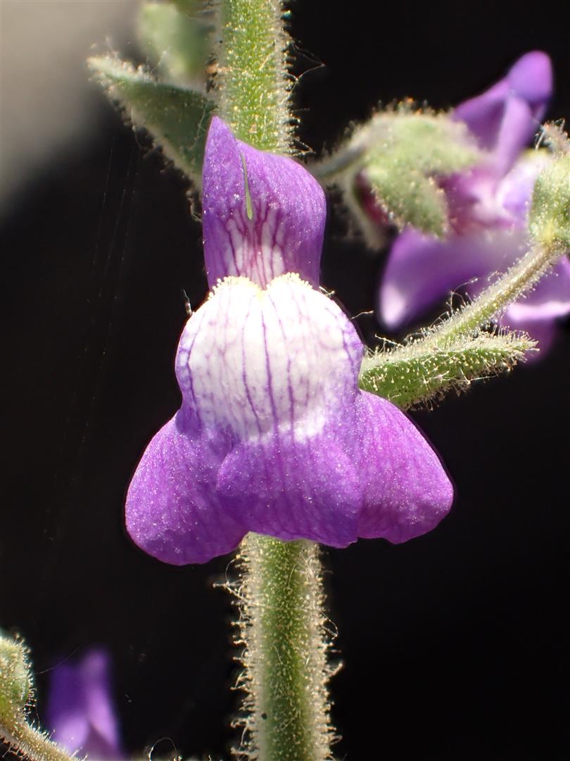 Antirrhinum nuttallianum