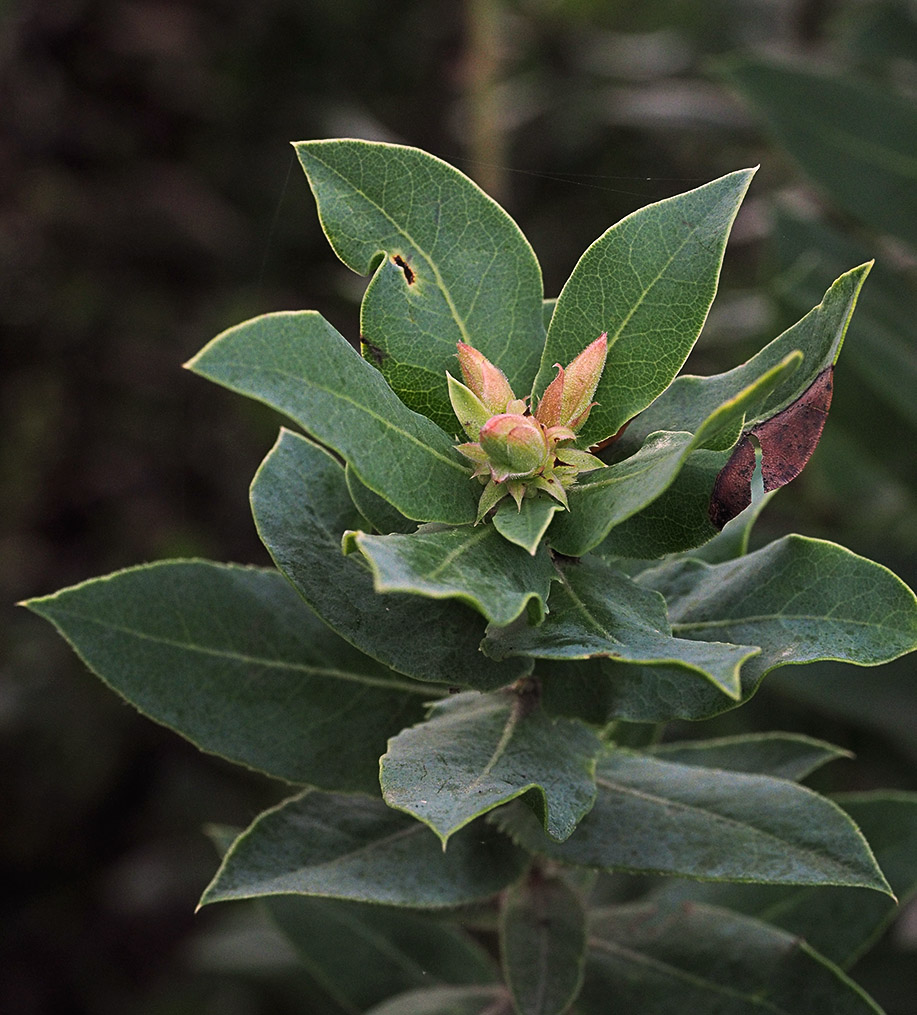 Arctostaphylos crustacea ssp. crinita Arctostaphylos crustacea ssp. crinita