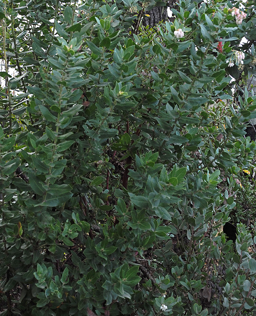 Arctostaphylos crustacea ssp. crinita Arctostaphylos crustacea ssp. crinita