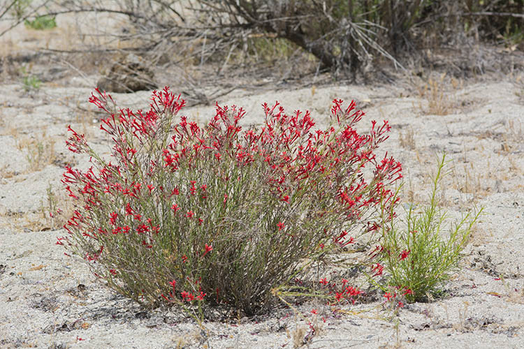 Ipomopsis tenuifolia