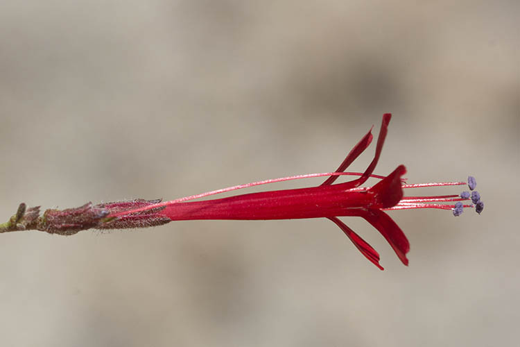 Ipomopsis tenuifolia