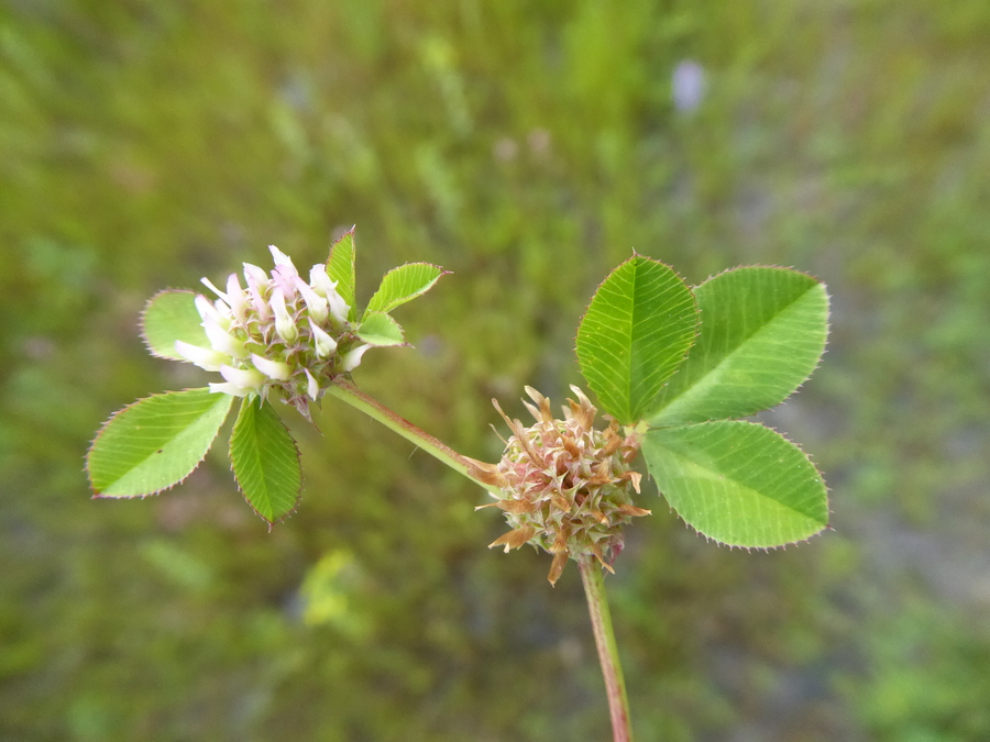 Trifolium glomeratum