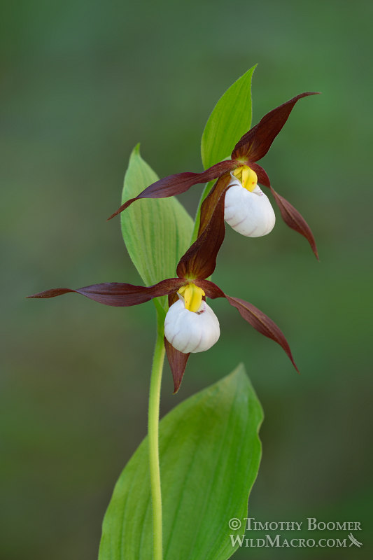 Cypripedium montanum Cypripedium montanum