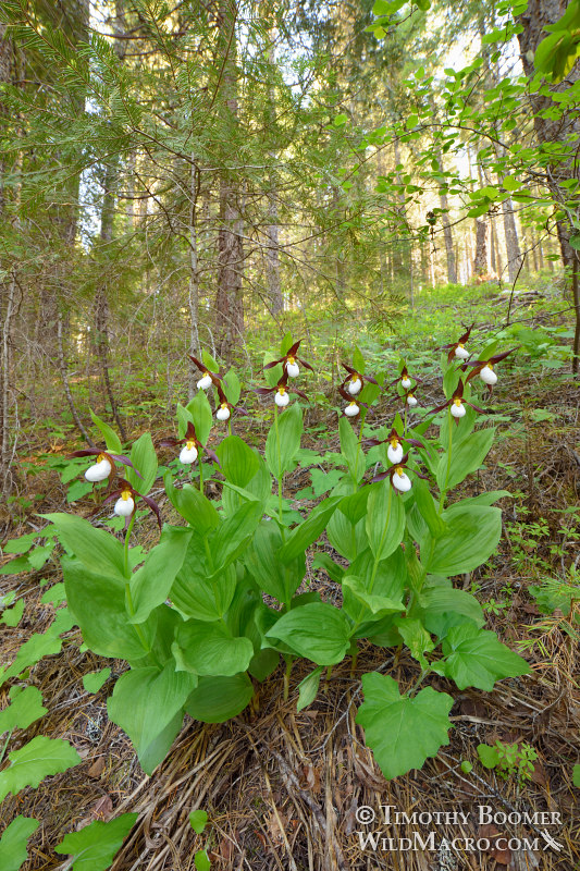 Cypripedium montanum