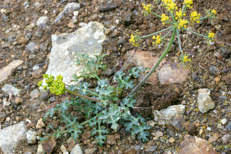 Lomatium parvifolium Lomatium parvifolium
