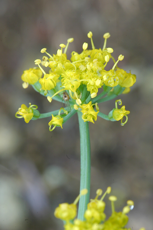 Lomatium parvifolium Lomatium parvifolium