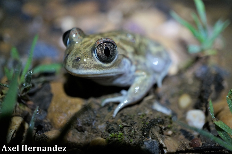 Pelobates varaldii